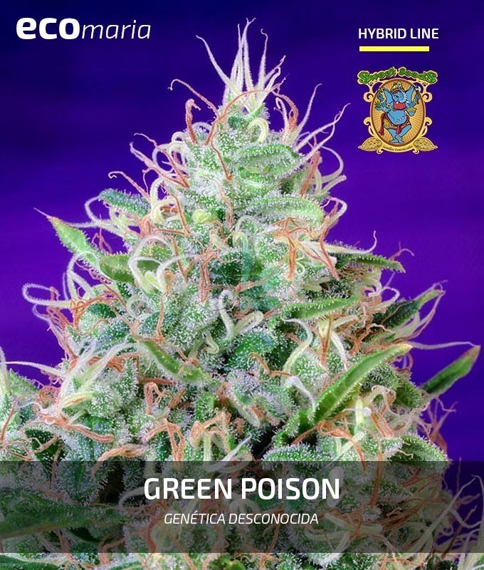 Imagen principal del producto Green Poison Feminizada