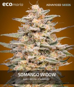 Somango Widow - Fenotipo...