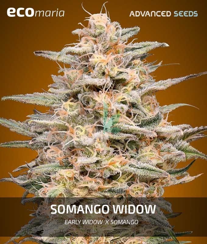 Imagen principal del producto Somango Widow Feminizada