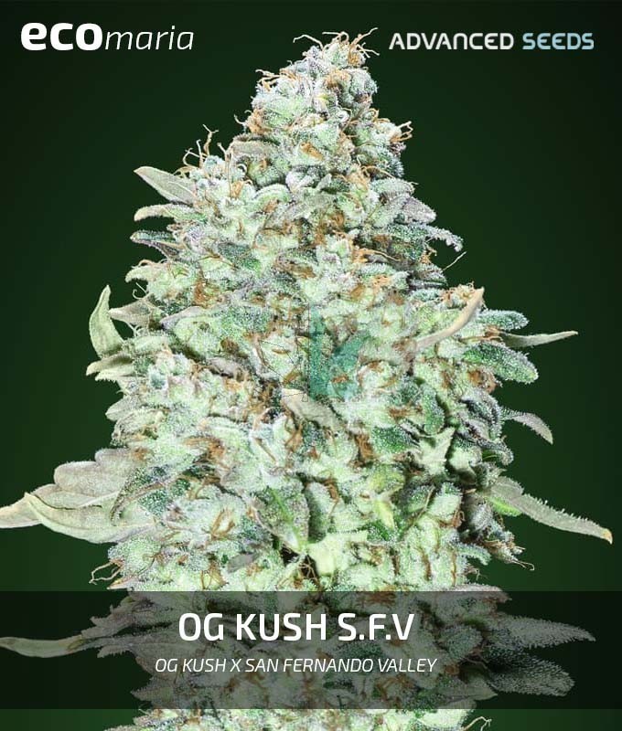 Imagen principal del producto OG Kush SVF 