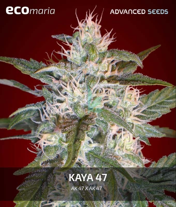 Imagen principal del producto Kaya 47 Feminizada