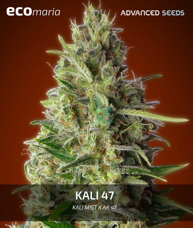 Imagen principal del producto Kali 47 