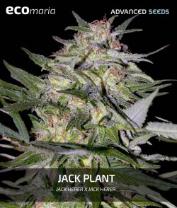 Jack Plant - Fenotipo...