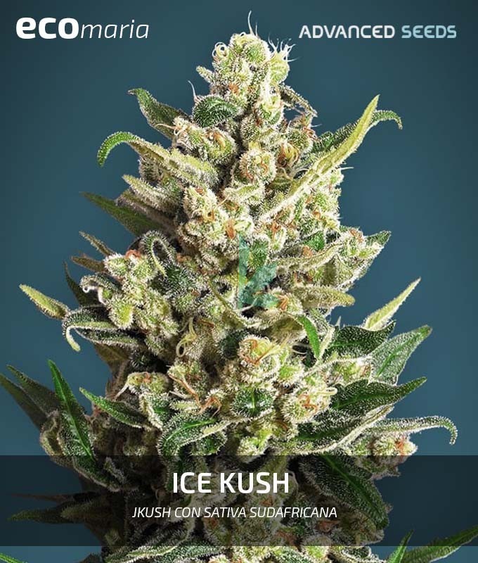 Imagen principal del producto Ice Kush Feminizada