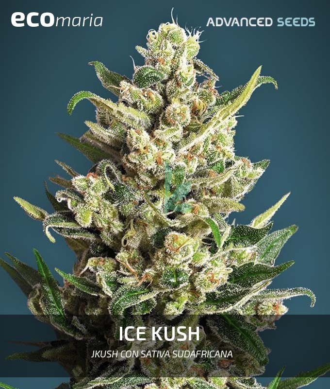 Imagen principal del producto Ice Kush 