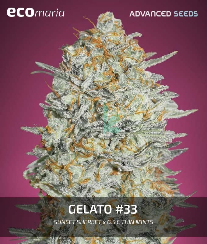 Imagen principal del producto Gelato 33 Feminizada