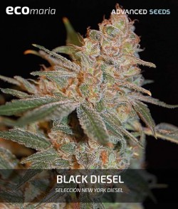 Imagen secundaria del producto Black Diesel Feminizada