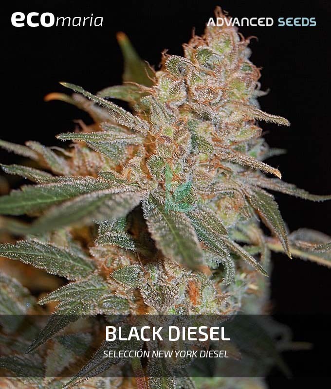 Imagen principal del producto Black Diesel Feminizada
