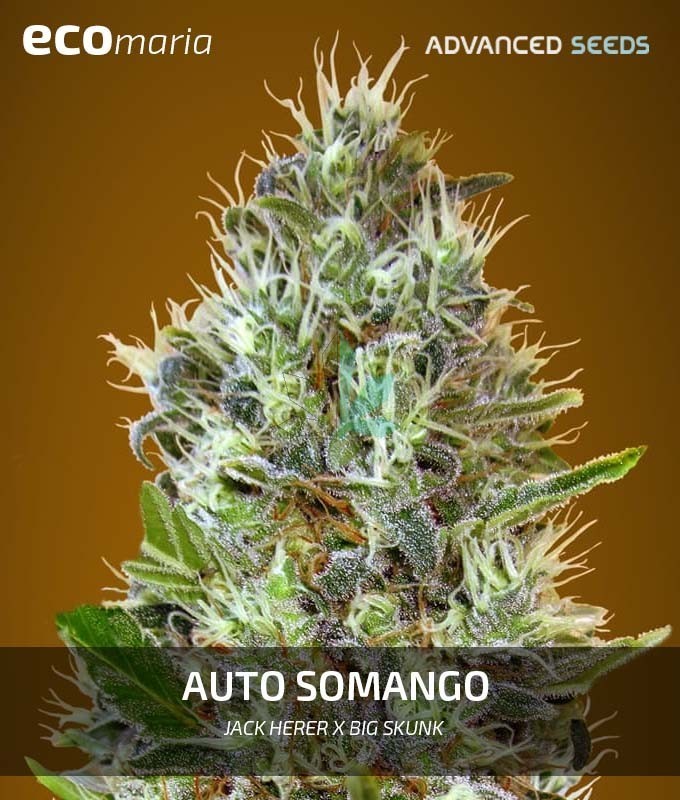 Imagen principal del producto Auto Somango de Advanced Seeds 