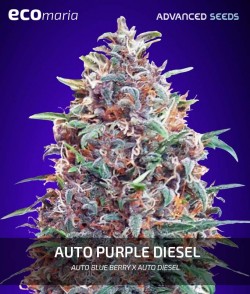 Imagen secundaria del producto Purple Diesel Autofloreciente