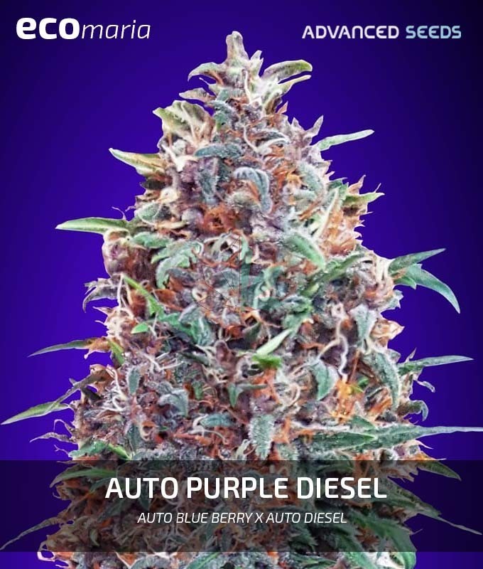 Imagen principal del producto Auto Purple Diesel de Advanced Seeds 