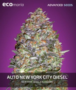 Imagen secundaria del producto New York City Diesel Autofloreciente