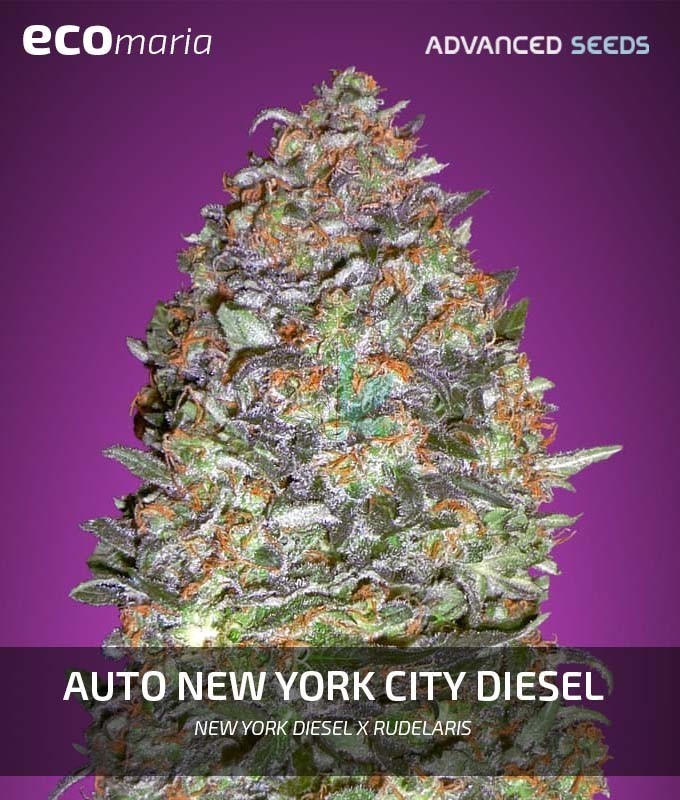 Imagen principal del producto Auto New York City Diesel 