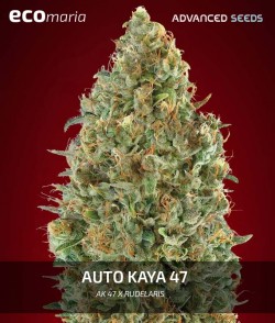 Kaya 47 Autofloreciente