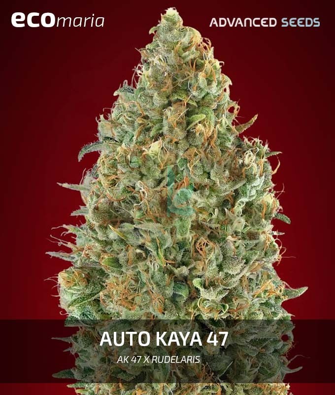 Imagen principal del producto Auto Kaya 47 de Advanced Seeds 