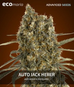 Jack Herrer Autofloreciente