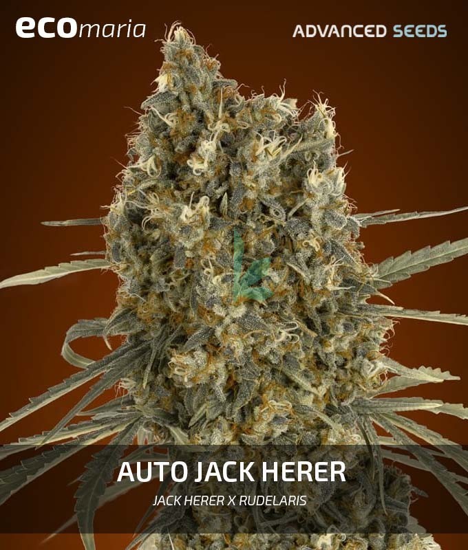 Imagen principal del producto Auto Jack Herer de Advanced Seeds 