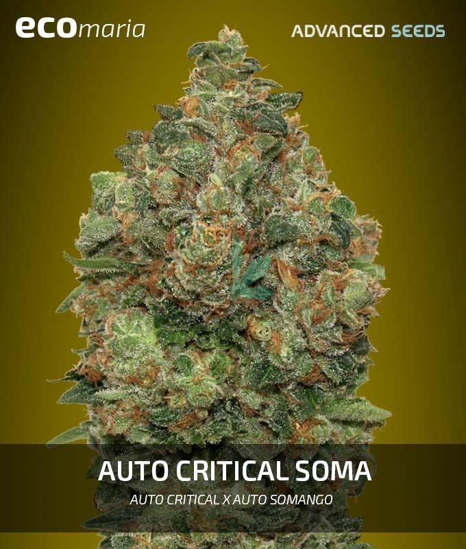 Imagen principal del producto Critical Soma Autofloreciente