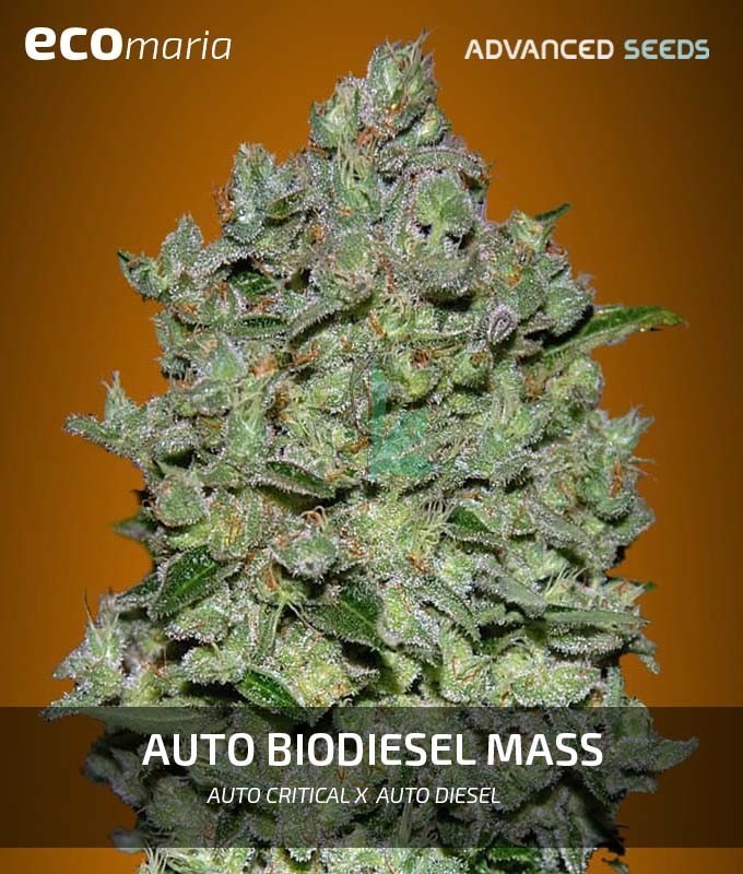 Imagen principal del producto Auto Biodiesel Mass 