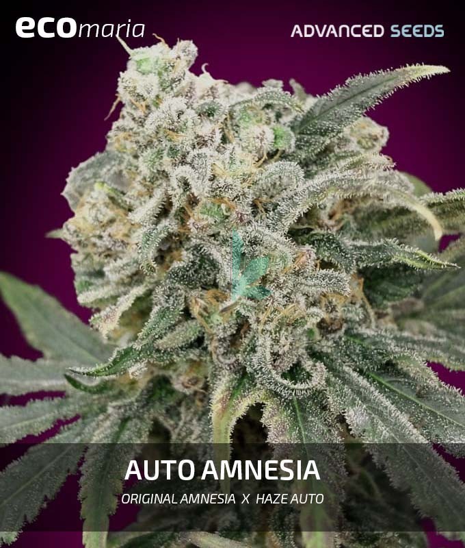 Imagen principal del producto Amnesia Autofloreciente