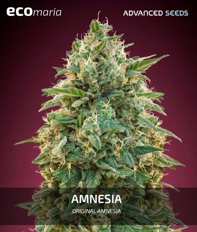 Imagen principal del producto Amnesia de Advanced Seeds Feminizada