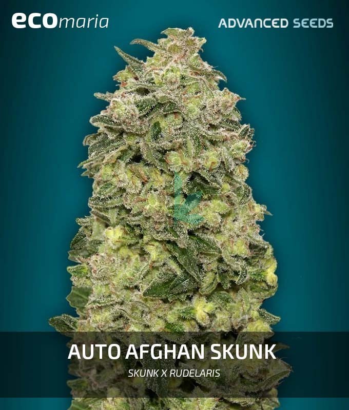 Imagen principal del producto Auto Afghan Skunk de Advanced Seeds 