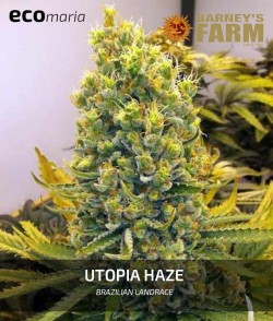 Utopia Haze - 100%...