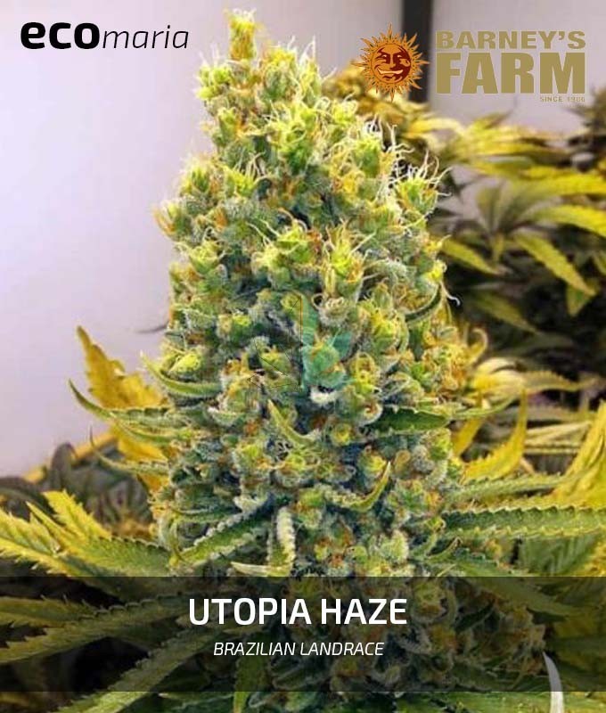 Imagen principal del producto Utopia Haze Feminizada