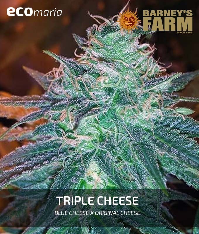 Imagen principal del producto Triple Cheese Feminizada