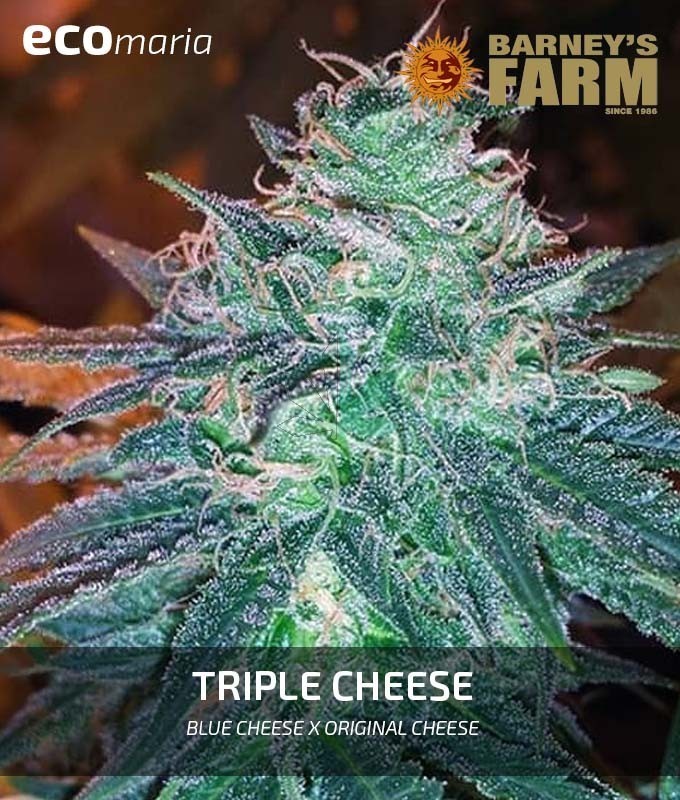 Imagen principal del producto Triple Cheese 
