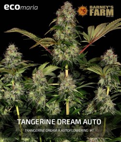 Tangerine Dream Auto -...
