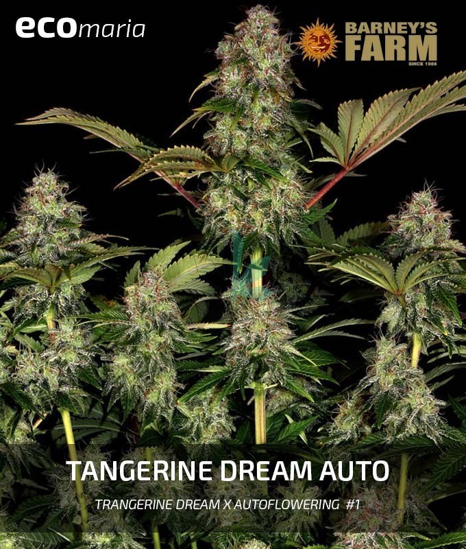 Imagen principal del producto Tangerine Dream Auto 