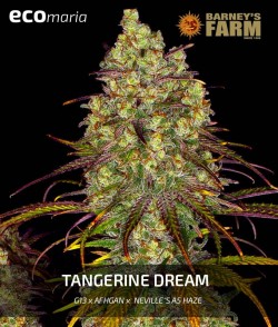 Tangerine Dream - 100%...