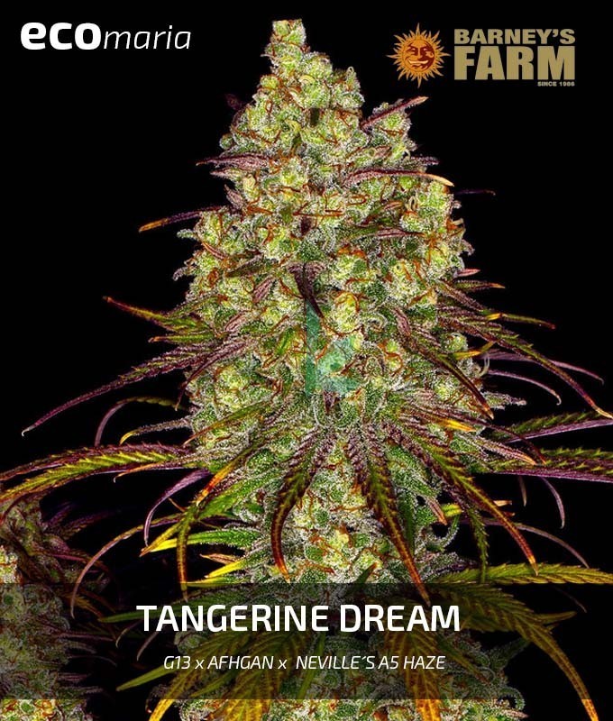 Imagen principal del producto Tangerine Dream Feminizada