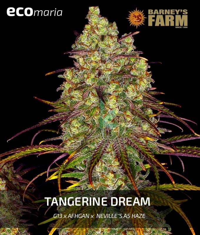 Imagen principal del producto Tangerine Dream 