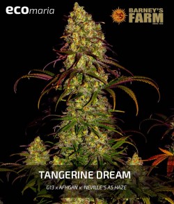 Imagen secundaria del producto Tangerine Dream Feminizada