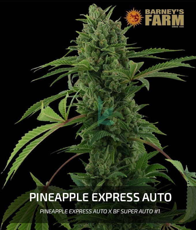 Imagen principal del producto Pineapple Express Autofloreciente