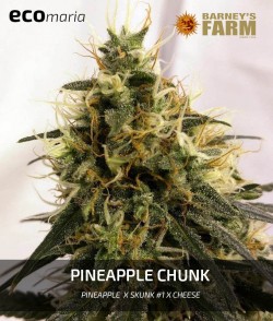 Imagen secundaria del producto Pineapple Chunk Feminizada