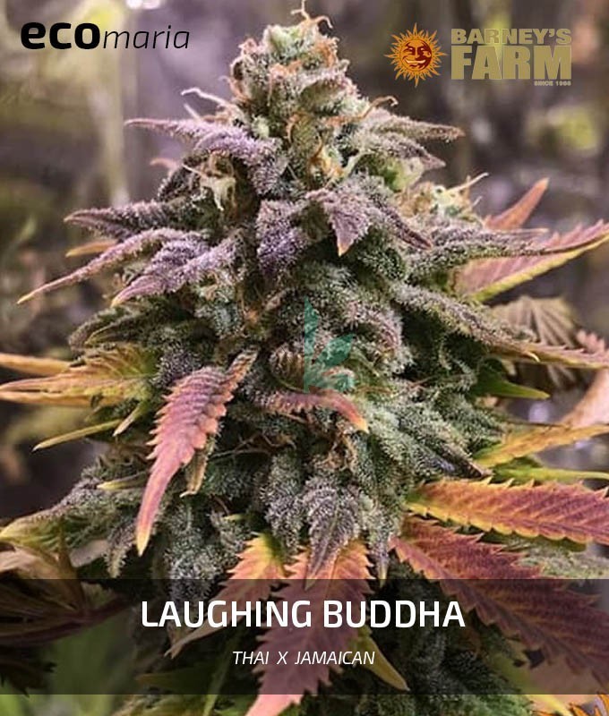 Imagen principal del producto Laughing Buddha 