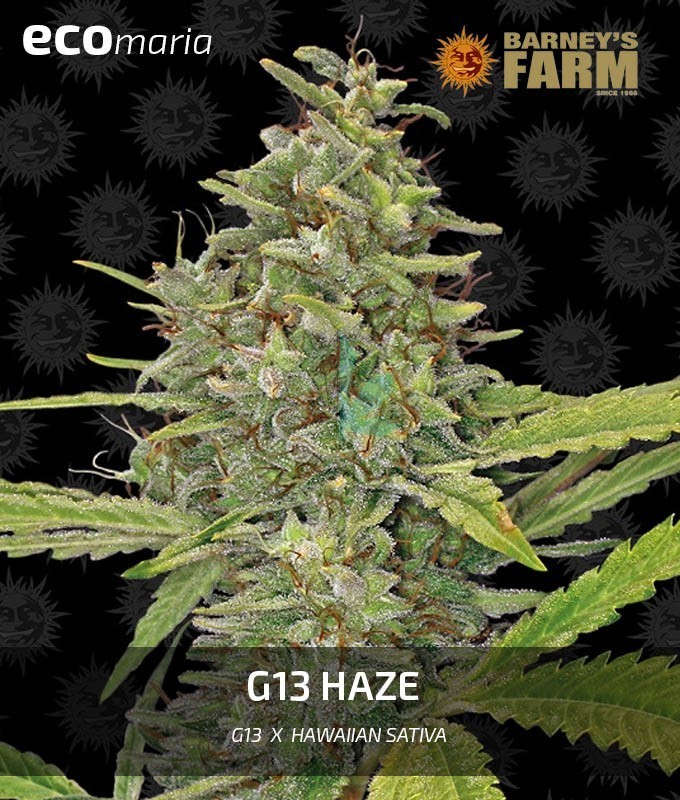 Imagen principal del producto G13 Haze 