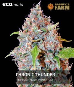 Chronic Thunder - 100%...