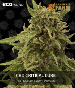 Imagen secundaria del producto CBD Critical Cure Feminizada