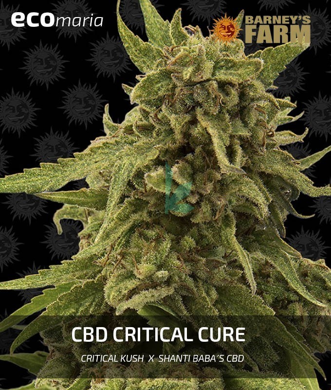 Imagen principal del producto CBD Critical Cure Feminizada
