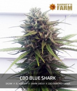 CBD Blue Shark - Cannabis...