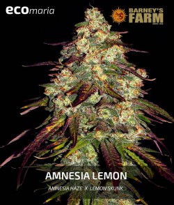 Imagen secundaria del producto Amnesia Lemon Feminizada
