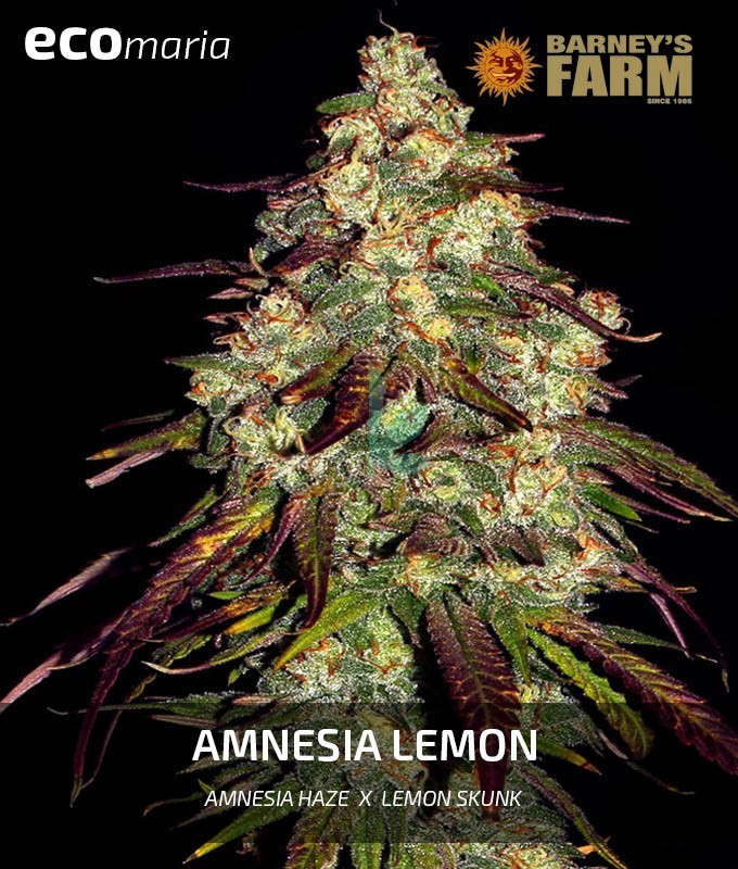 Imagen principal del producto Amnesia Lemon Feminizada