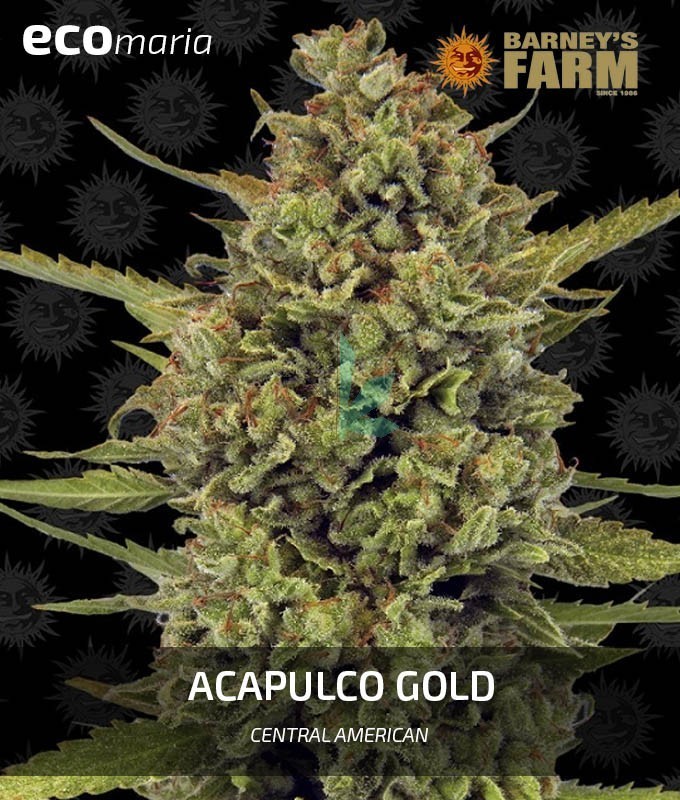 Imagen principal del producto Acapulco Gold Feminizada