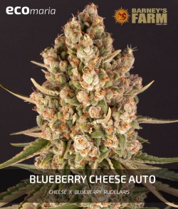 Imagen secundaria del producto Blueberry Cheese Auto 