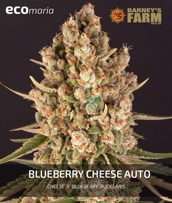 Imagen principal del producto Blue Cheese Autofloreciente