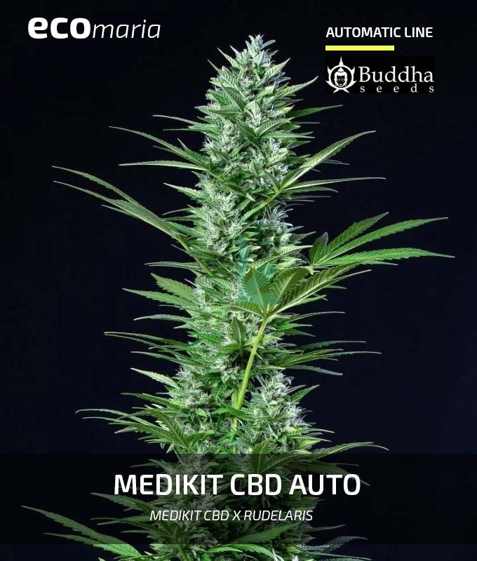 Imagen principal del producto Medikit CBD Autofloreciente